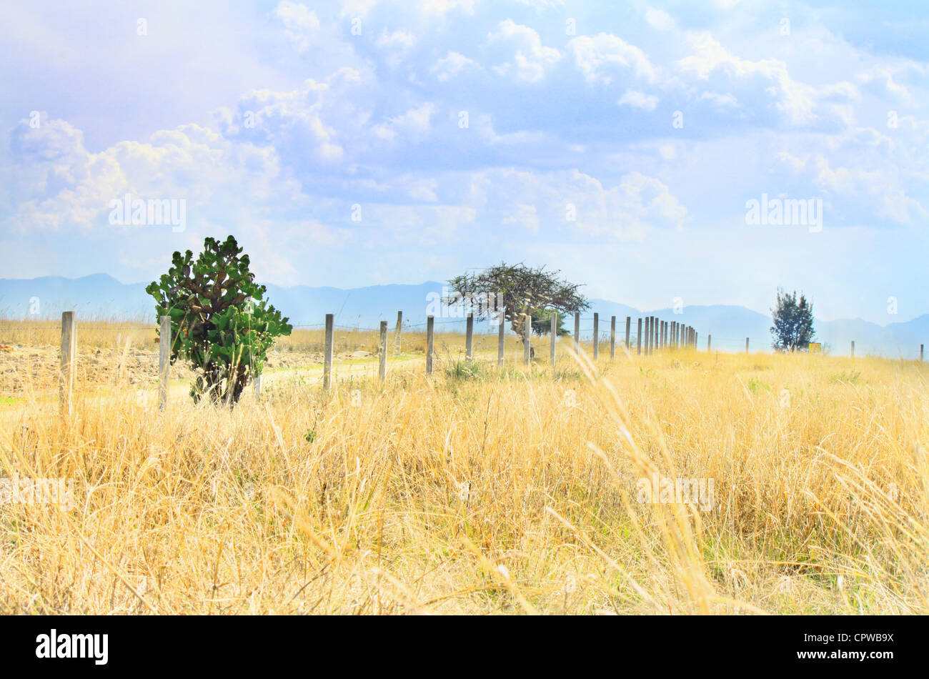 Secco campo erboso con cactus lungo la strada sterrata con pali di recinzioni. isolato, solitaria. erba secca. Foto Stock