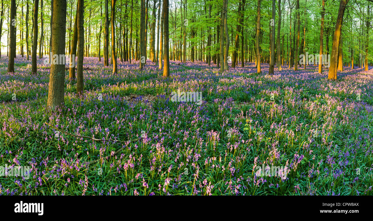 Bluebells in piena fioritura che ricopre il pavimento in un tappeto di colore blu in una bellissima spiaggia tree bosco in Hertfordshire, Inghilterra, Regno Unito Foto Stock