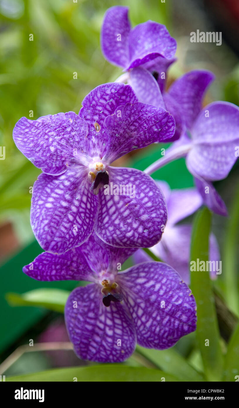 Blue Orchid fiori in Royal Botanic Gardens, Peradeniya, Sri Lanka Foto Stock