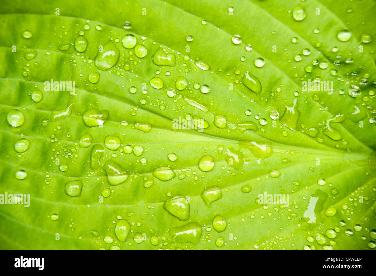 Hosta sieboldiana luna di agosto lascia con goccioline di acqua in primo piano Foto Stock