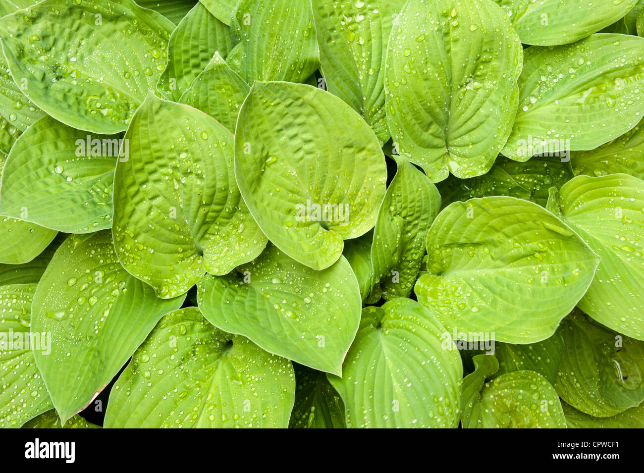 Hosta sieboldiana luna di agosto lascia con goccioline di acqua in primo piano Foto Stock