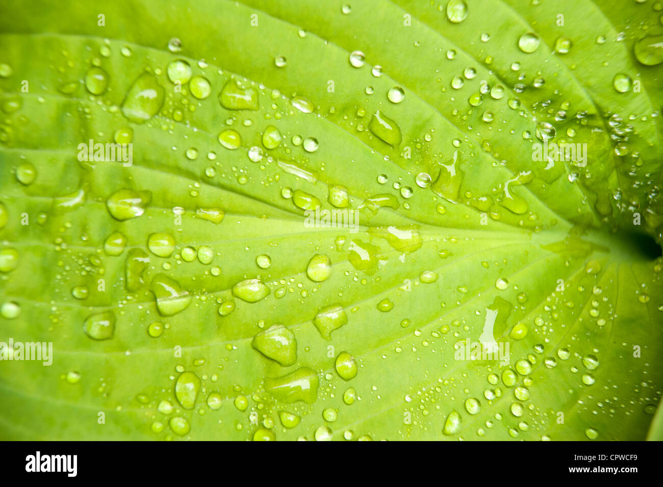 Hosta sieboldiana luna di agosto lascia con goccioline di acqua in primo piano Foto Stock