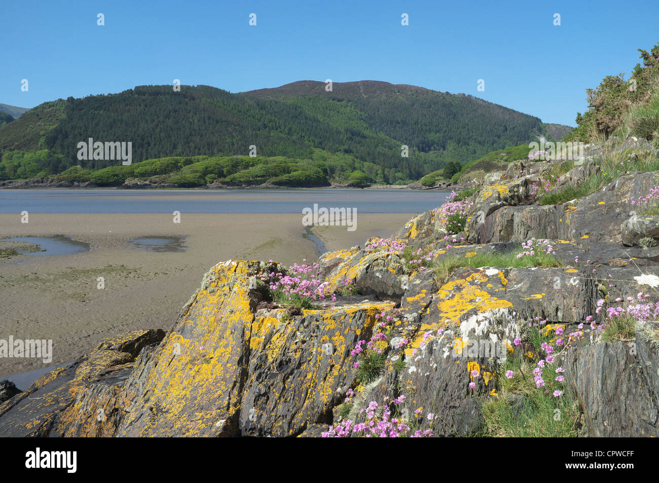 La parsimonia o rosa mare crescono su Mawddach Estuary, Snowdonia National Park, North Wales, Regno Unito Foto Stock
