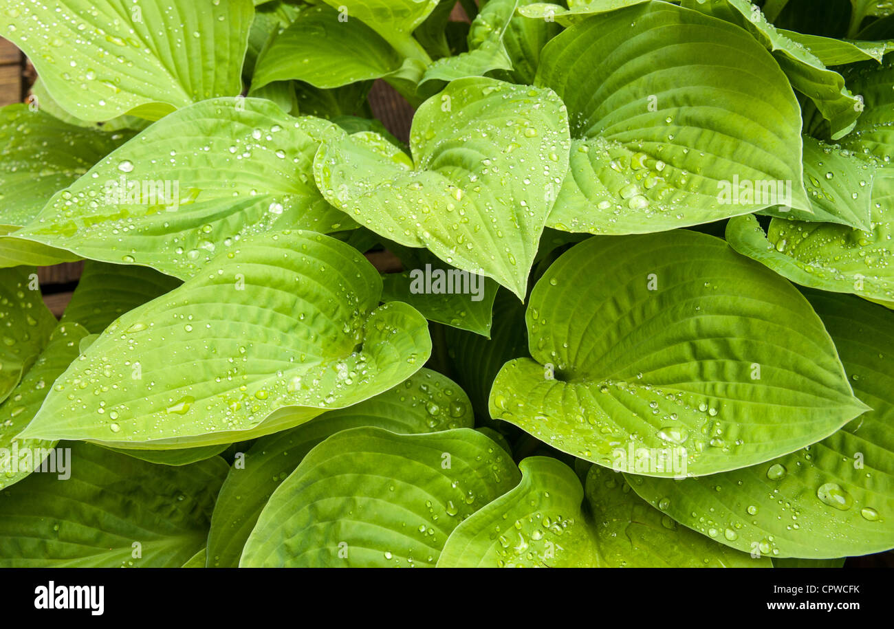 Hosta sieboldiana luna di agosto lascia con goccioline di acqua in primo piano Foto Stock