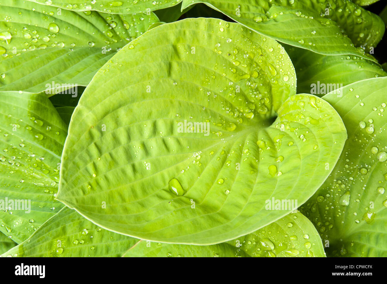 Hosta sieboldiana luna di agosto lascia con goccioline di acqua in primo piano Foto Stock