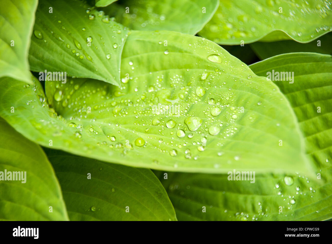 Hosta sieboldiana luna di agosto lascia con goccioline di acqua in primo piano Foto Stock
