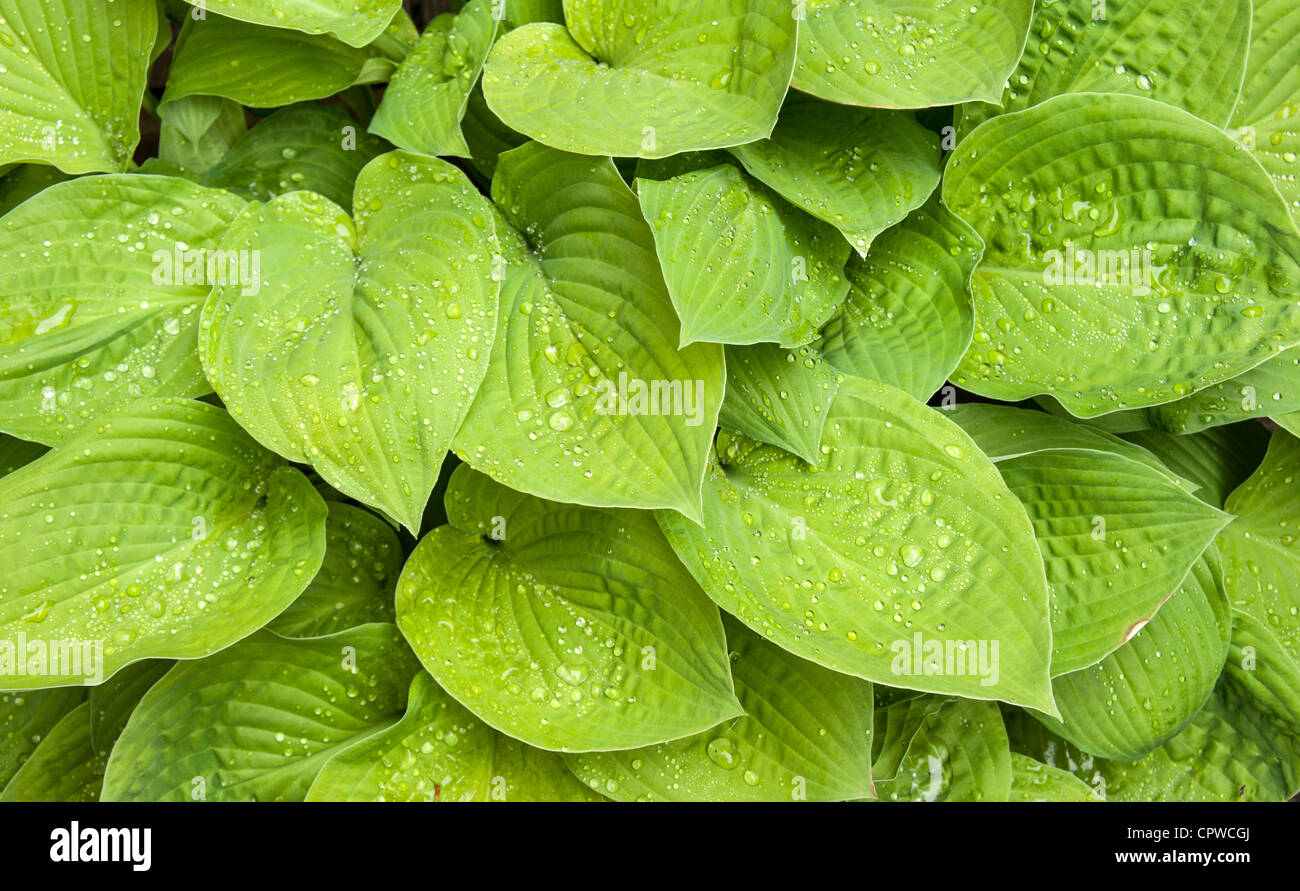 Hosta sieboldiana luna di agosto lascia con goccioline di acqua in primo piano Foto Stock