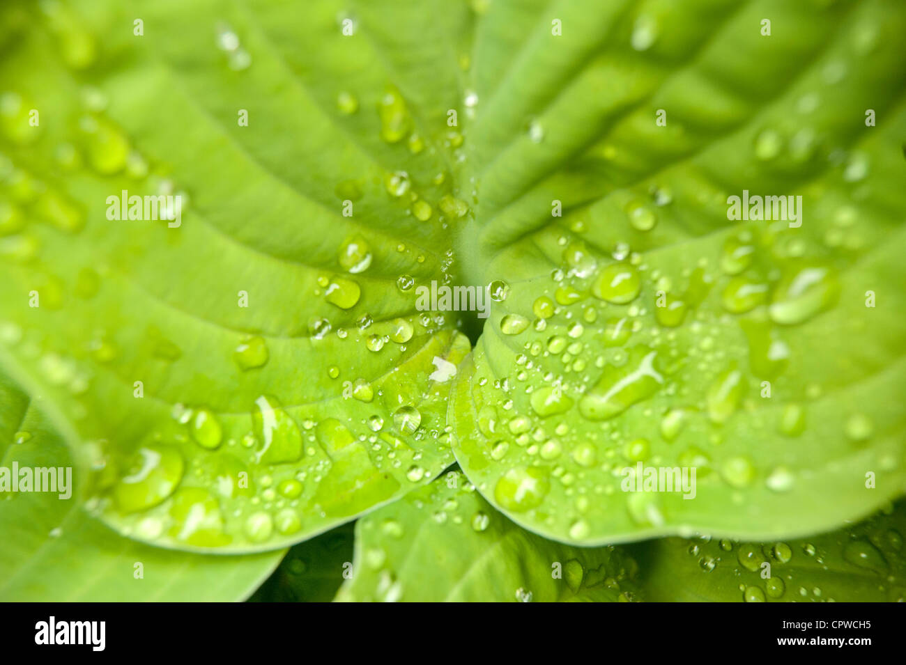 Hosta sieboldiana luna di agosto lascia con goccioline di acqua in primo piano Foto Stock