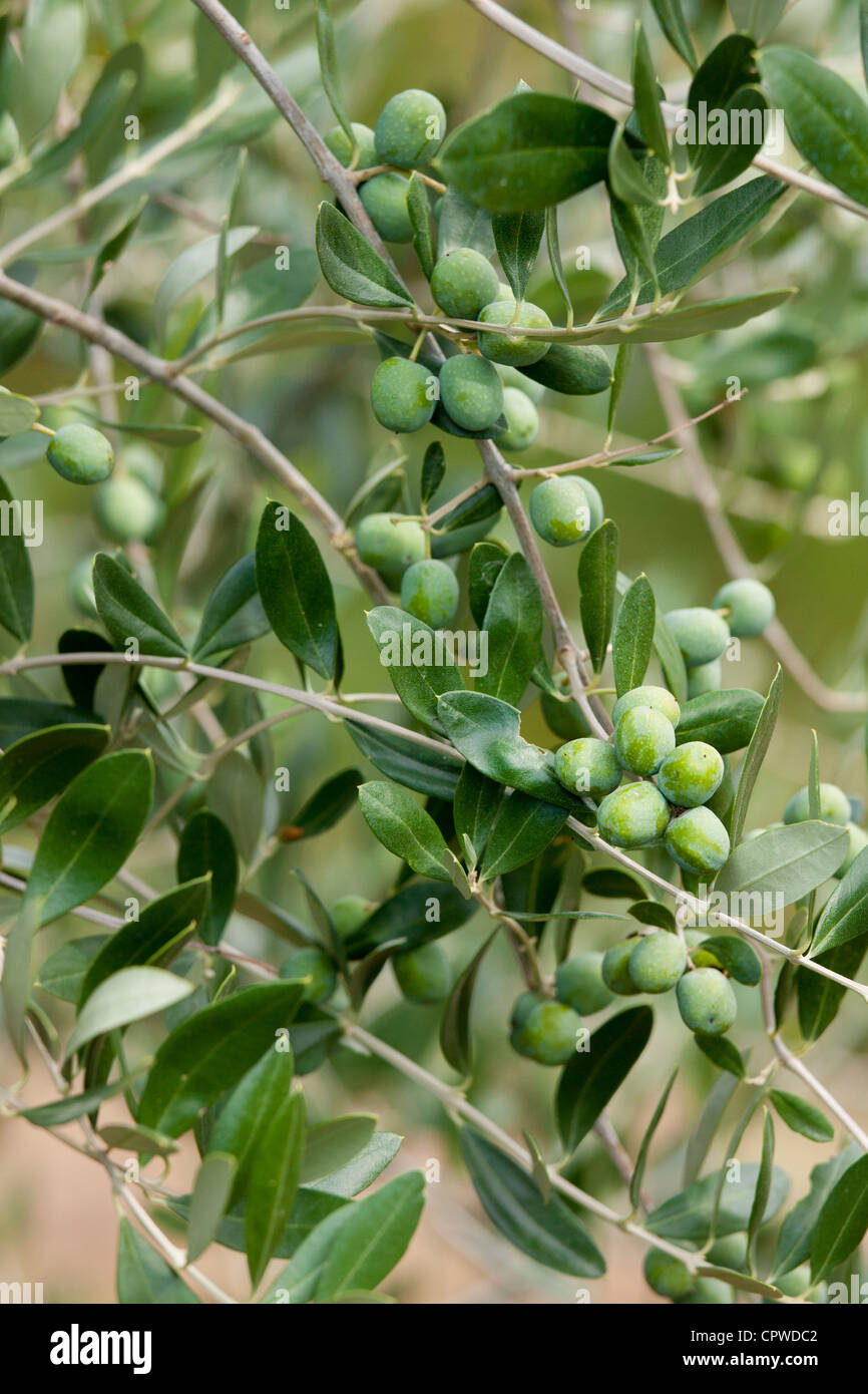 Olive Branch su albero in Val d'Orcia, Toscana, Italia Foto Stock