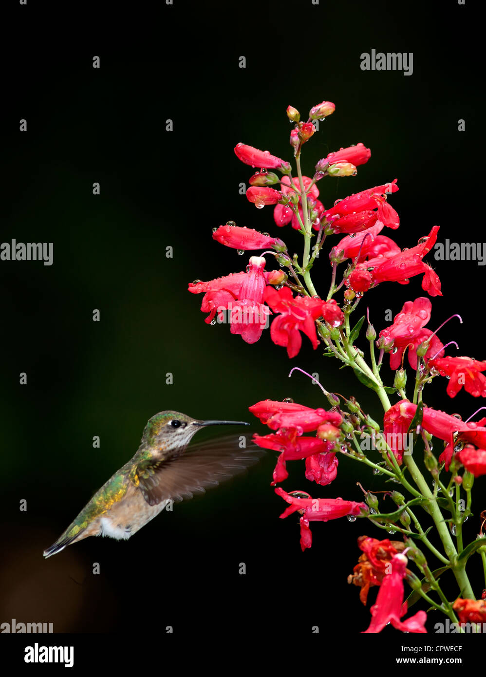 Hummingbird si muove a fiore. Foto Stock