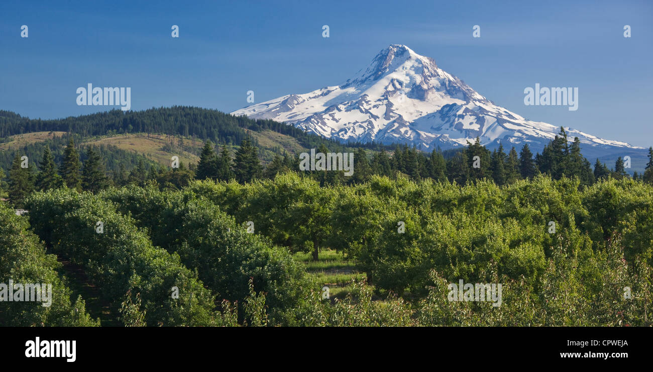 Hood River County, Oregon Vista del picco coperto di neve del Monte Cofano sopra i frutteti di Hood River Valley Foto Stock