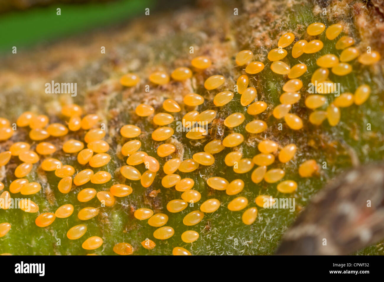 Graticcio uova psyllid Foto Stock