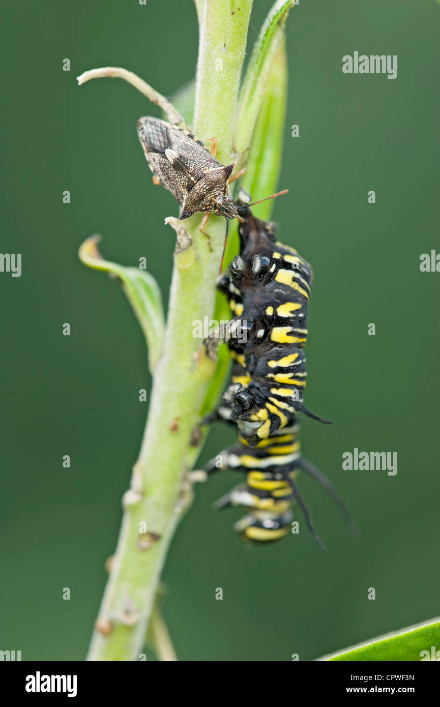 Spined predatori bug di protezione alimentazione sulla farfalla monarca caterpillar Foto Stock