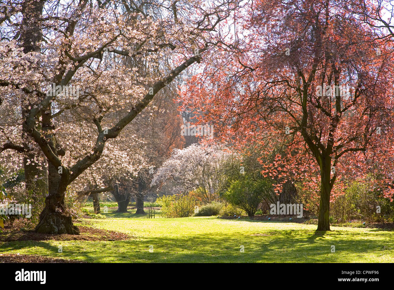 Christchurch, Nuova Zelanda, alberi in fiore girare Hagley Park in una fairyland. Foto Stock