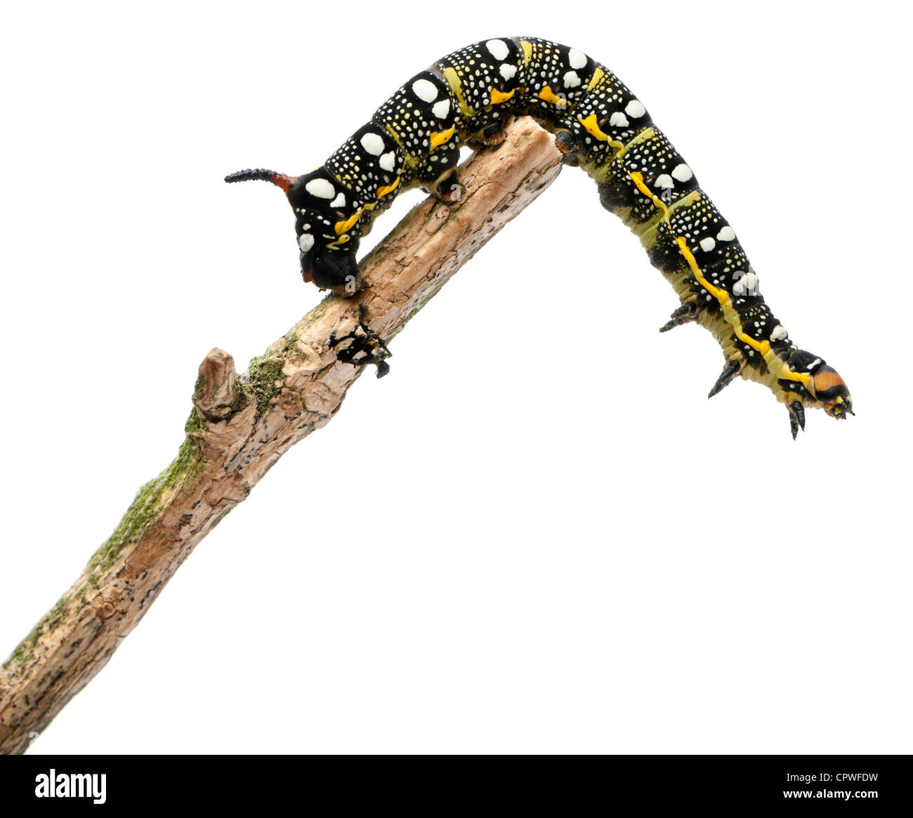Falco di euforbia caterpillar, Hyles Euphorbiae, arrampicata sul ramo contro uno sfondo bianco Foto Stock