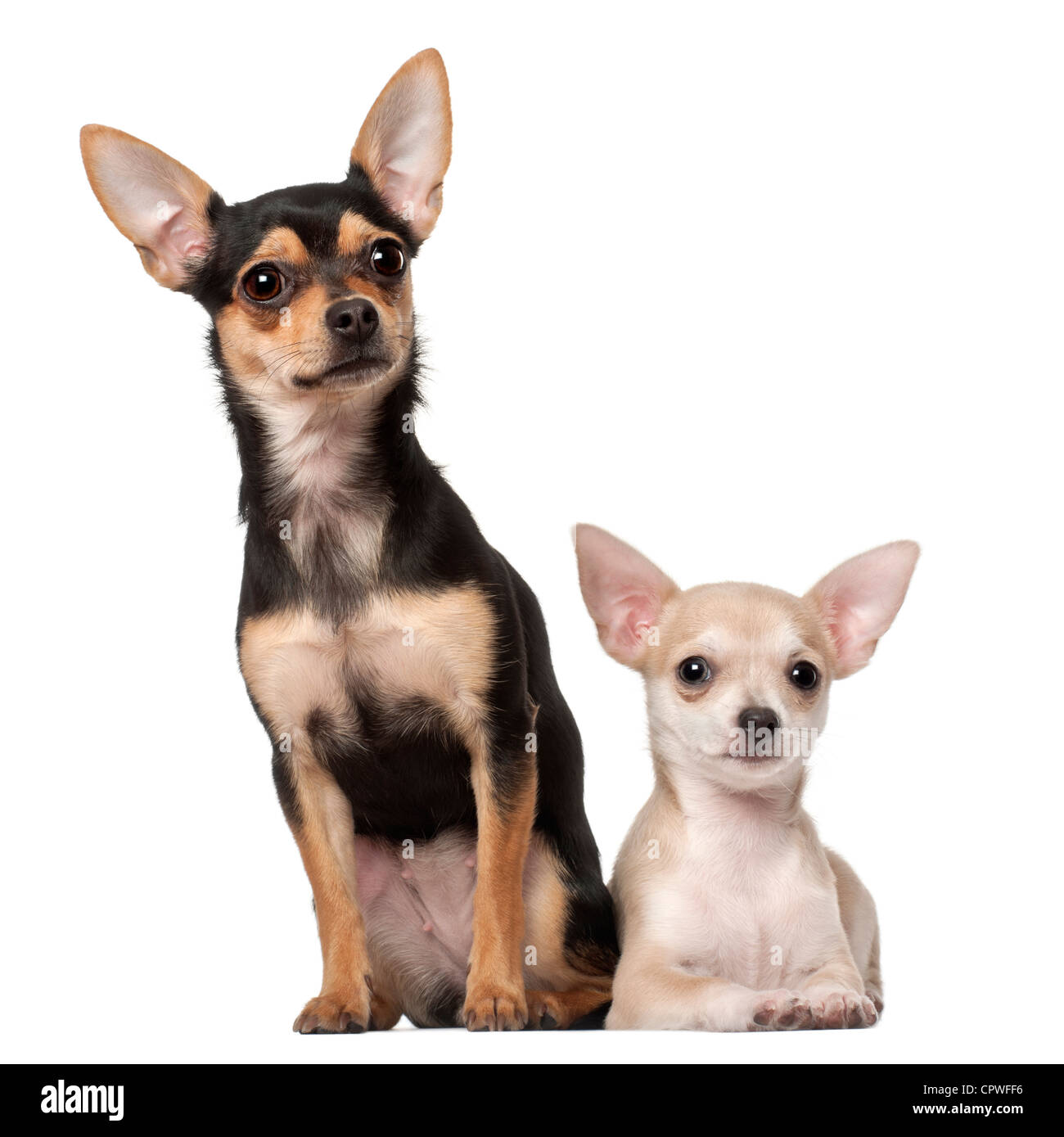 Chihuahua cucciolo, 3 mesi e 1 anno di età, seduto o disteso contro uno sfondo bianco Foto Stock