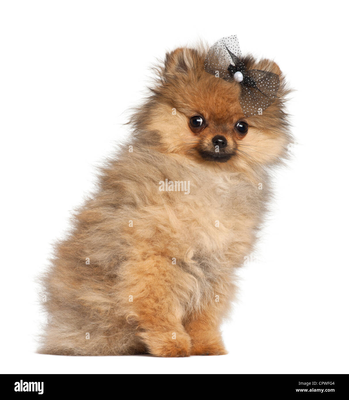 Spitz, 4 mesi di età, ritratto contro uno sfondo bianco Foto Stock