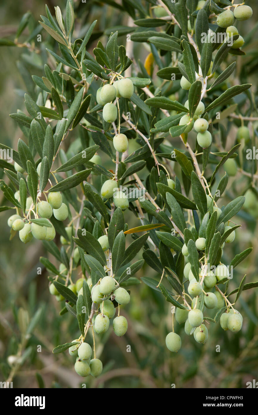 Olive Branch su albero in Val d'Orcia, Toscana, Italia Foto Stock