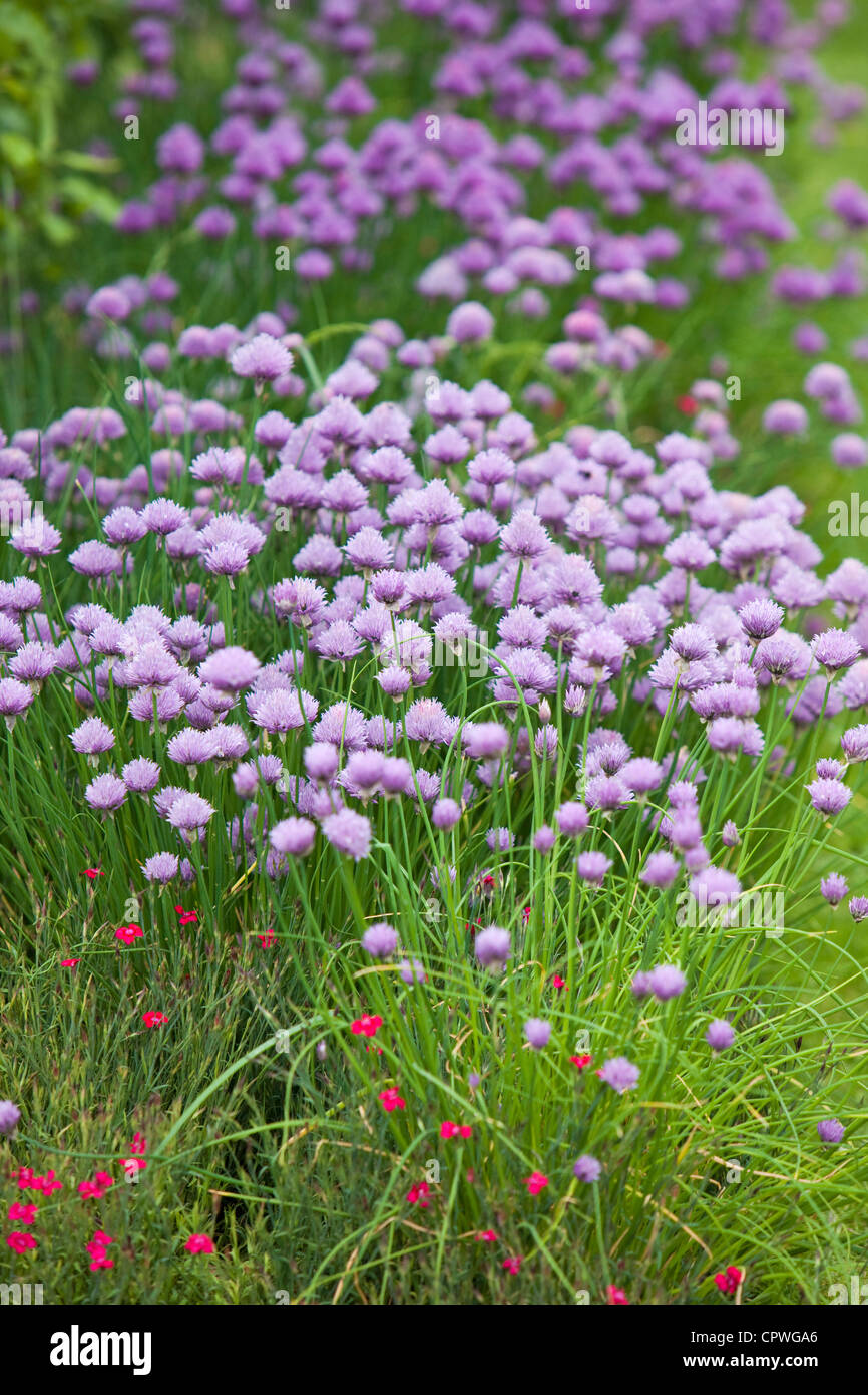 Erba cipollina cresce in un giardino di fiori, di confine Inghilterra, Regno Unito Foto Stock