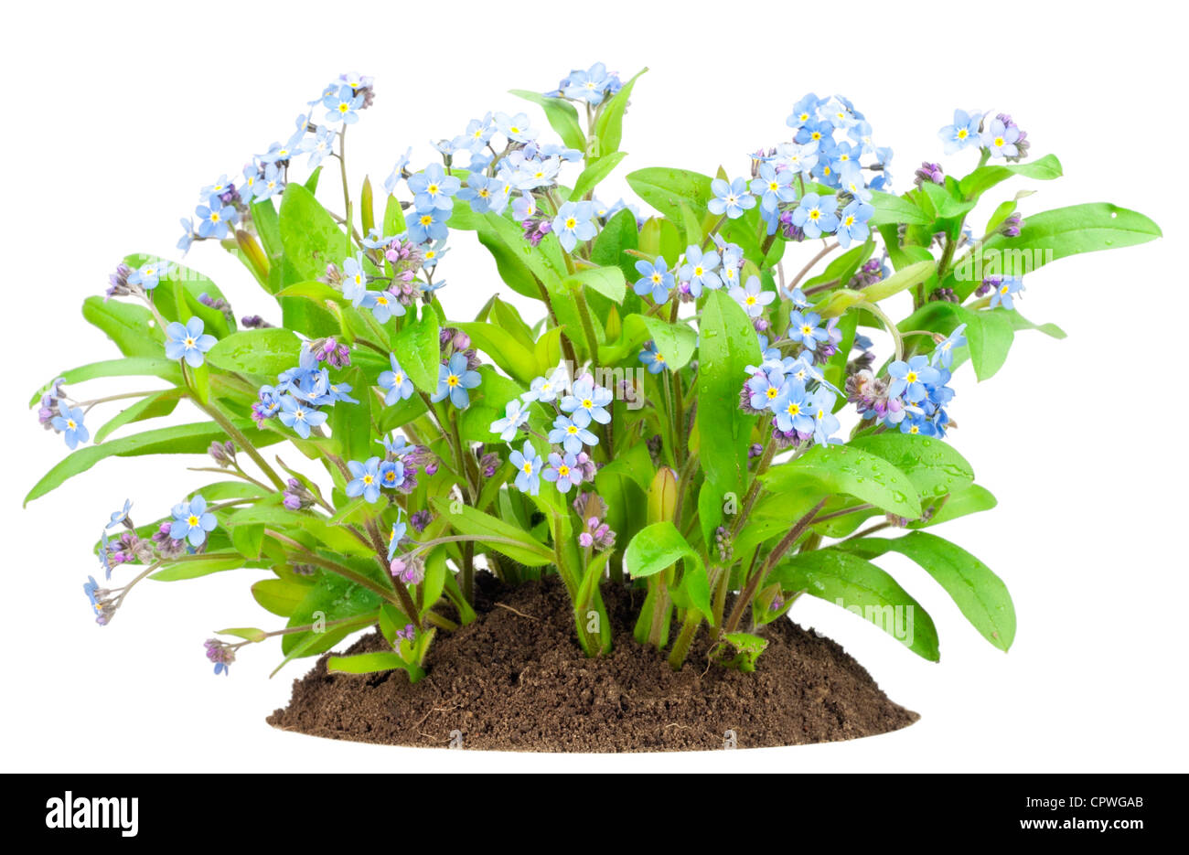 Piccola boccola della molla blu "Dimenticare-me-poveri' (myosotis) fiori sul letto dopo la pioggia isolato Foto Stock
