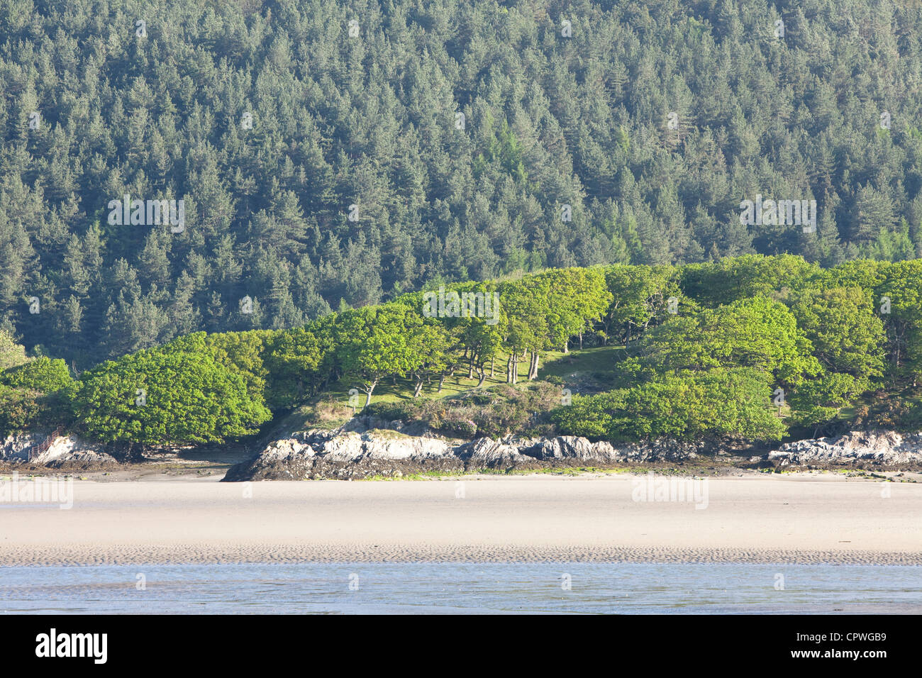 Bosco su Mawddach Estuary, vicino a Caernarfon, Galles del Nord, Regno Unito Foto Stock