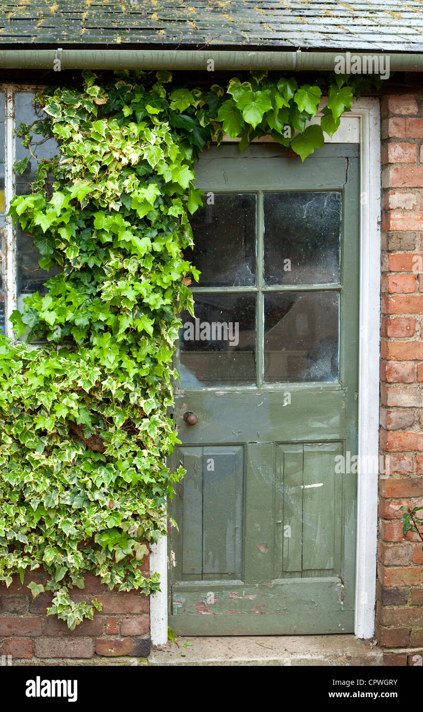 Giardino vecchio capannone con edera intorno alla porta, Worcestershire, England, Regno Unito Foto Stock