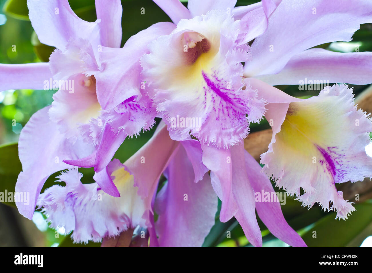 Cattleya orchid. Foto Stock