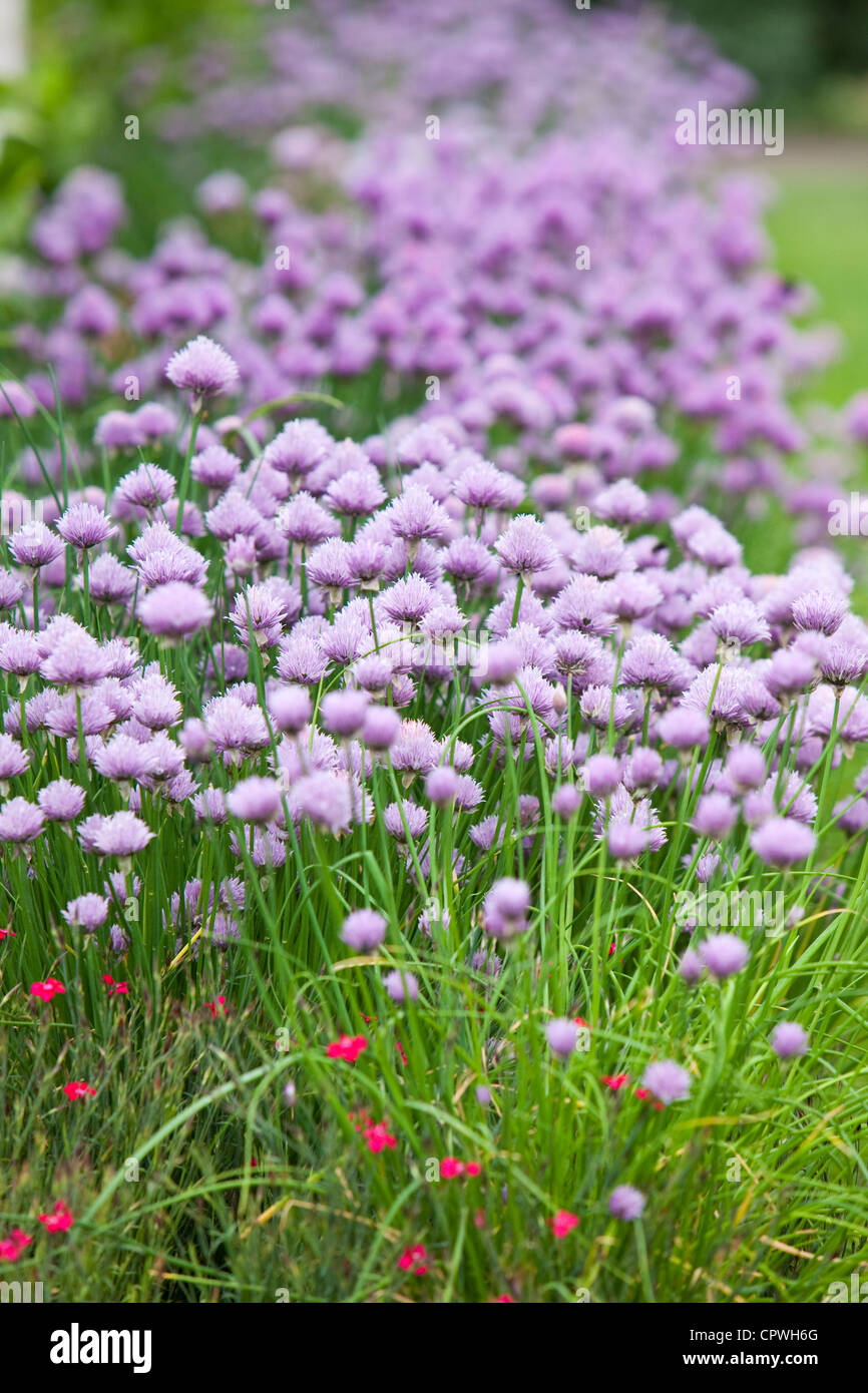 Erba cipollina cresce in un giardino di fiori, di confine Inghilterra, Regno Unito Foto Stock