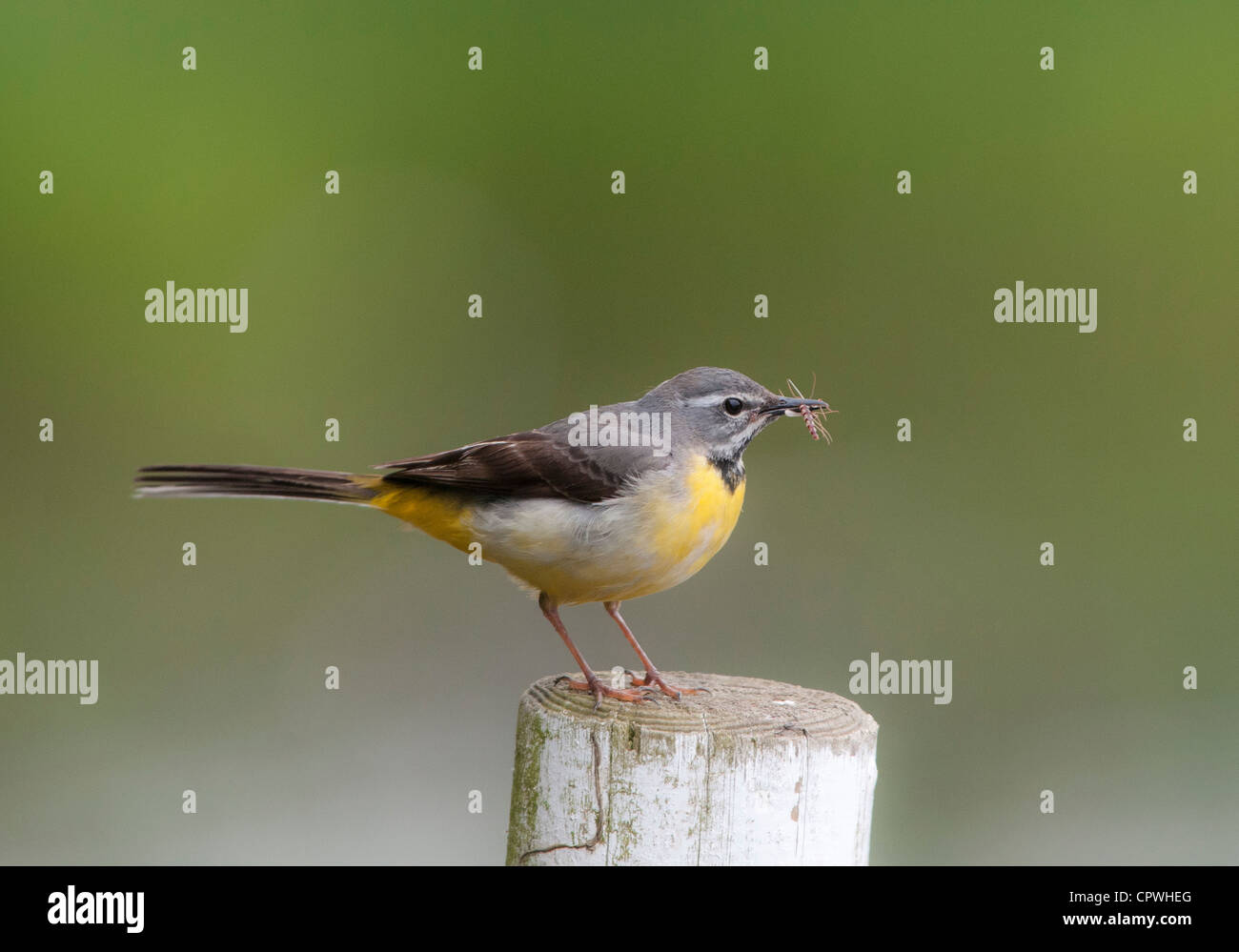 Wagtail grigio (Motacilla cinerea) Foto Stock