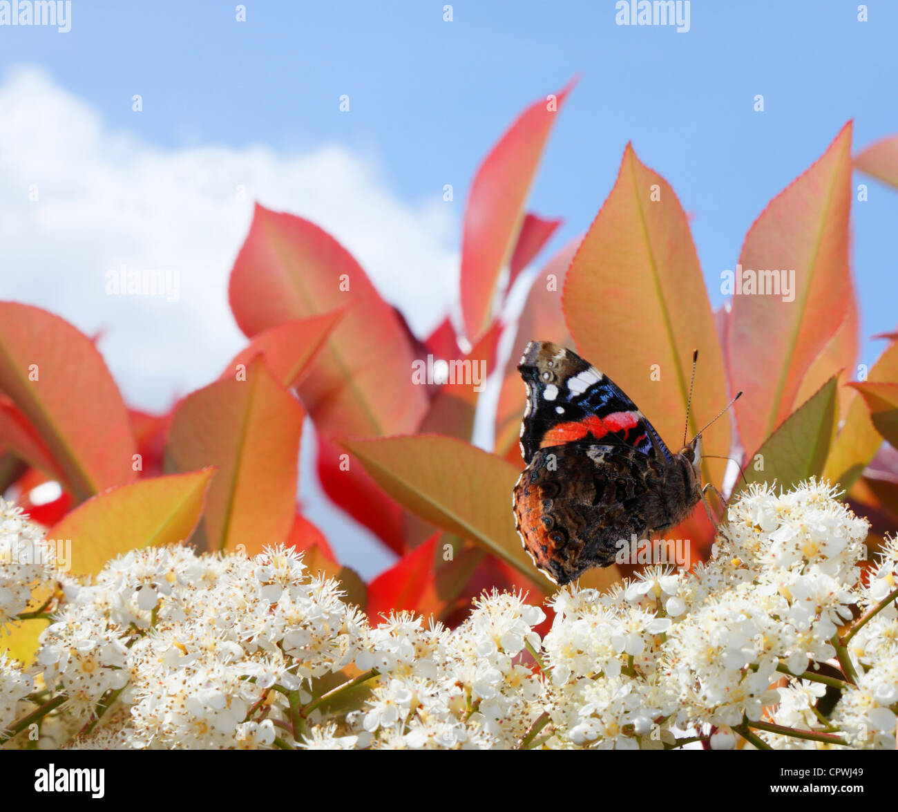 Molla e butterfly Vanessa Atalanta Foto Stock