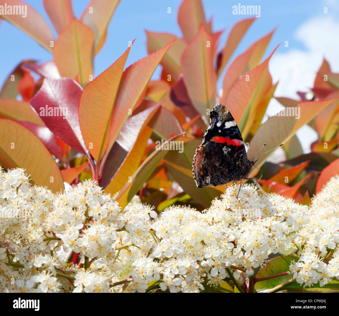 Fiori e farfalla Foto Stock