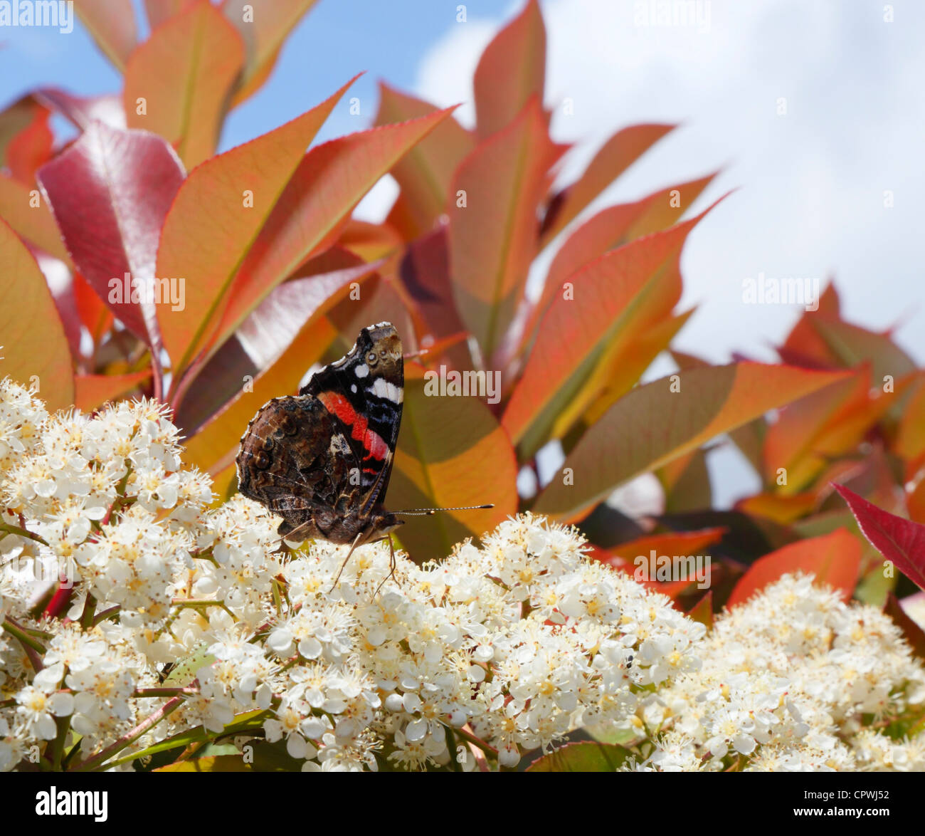 Butterfly Vanessa Atalanta Foto Stock