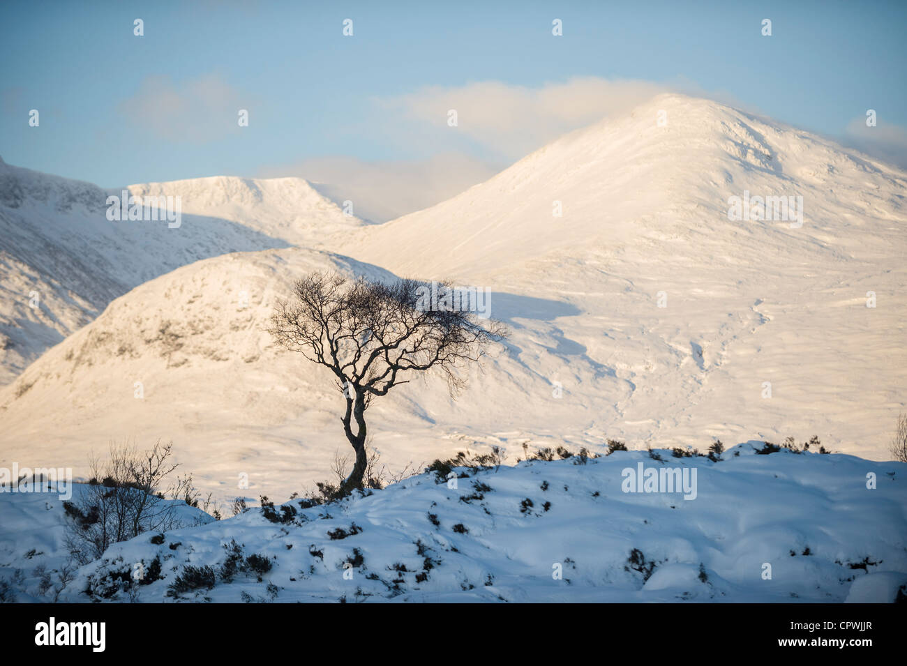 Lone Tree con uno sfondo montano a Rannoch Moor, Highlands, Scotland, Regno Unito Foto Stock