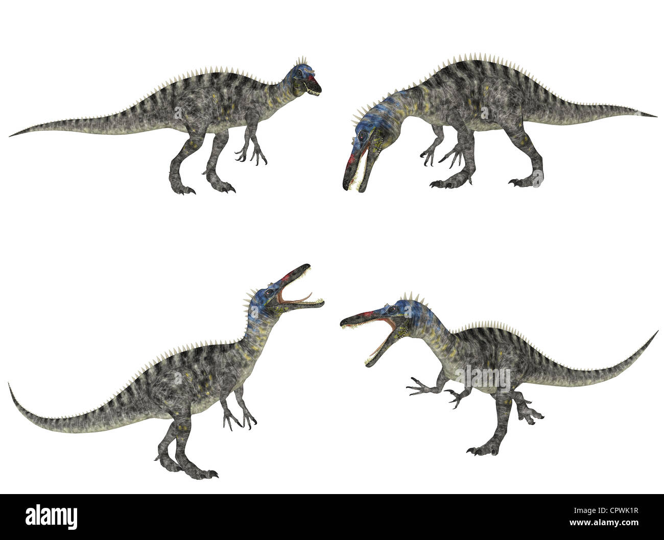Illustrazione di un pacco di quattro (4) Suchomimus (specie di dinosauro) con diverse pose isolato su uno sfondo bianco Foto Stock
