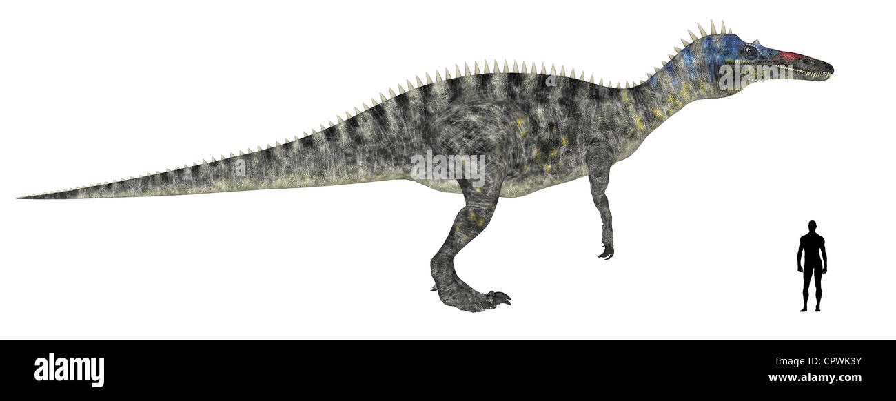 Illustrazione di un confronto delle dimensioni di un adulto Suchomimus (specie di dinosauro) con un adulto medio umano maschio (1,8 metri) Foto Stock