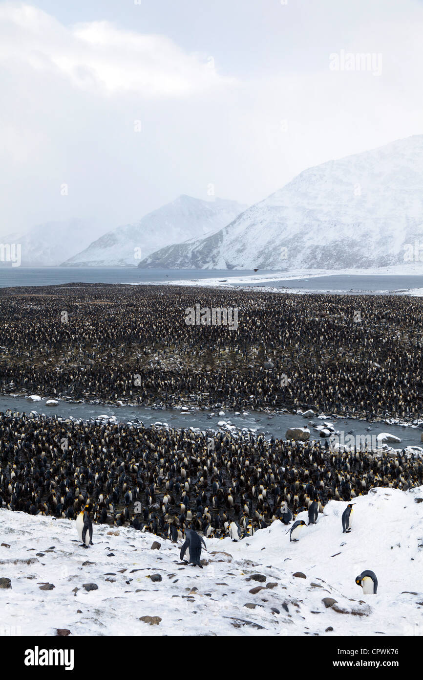 Re colonia di pinguini in St Andrew's Bay, Isola Georgia del Sud Foto Stock