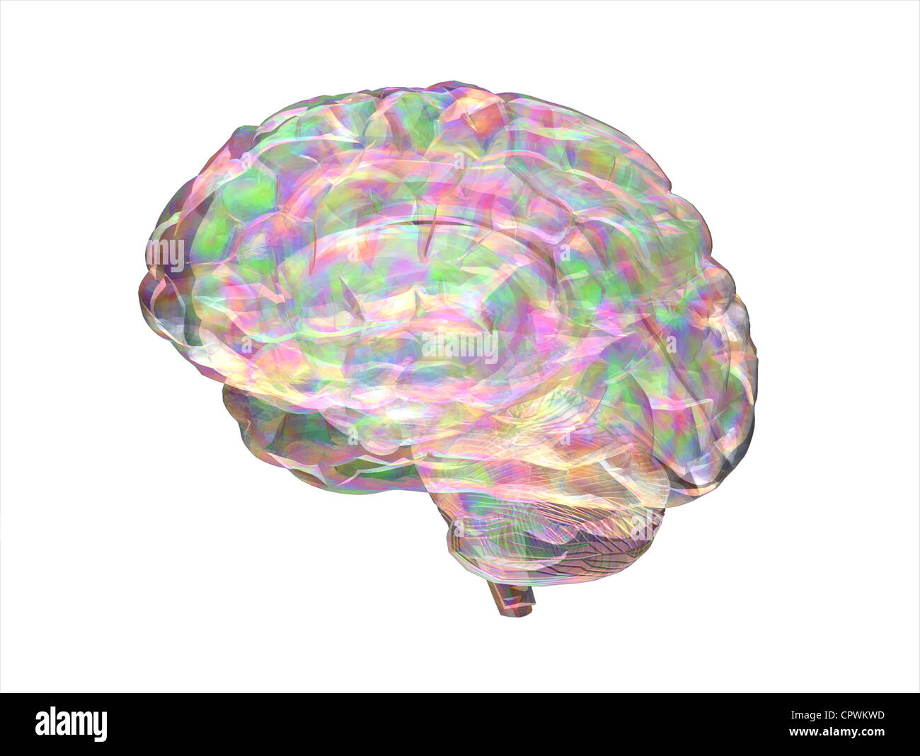 Illustrazione del cervello umano Foto Stock