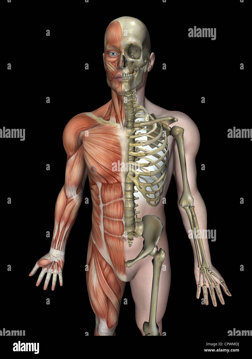 Illustrazione anatomica del corpo umano che mostra lo scheletro e la muscolatura Foto Stock