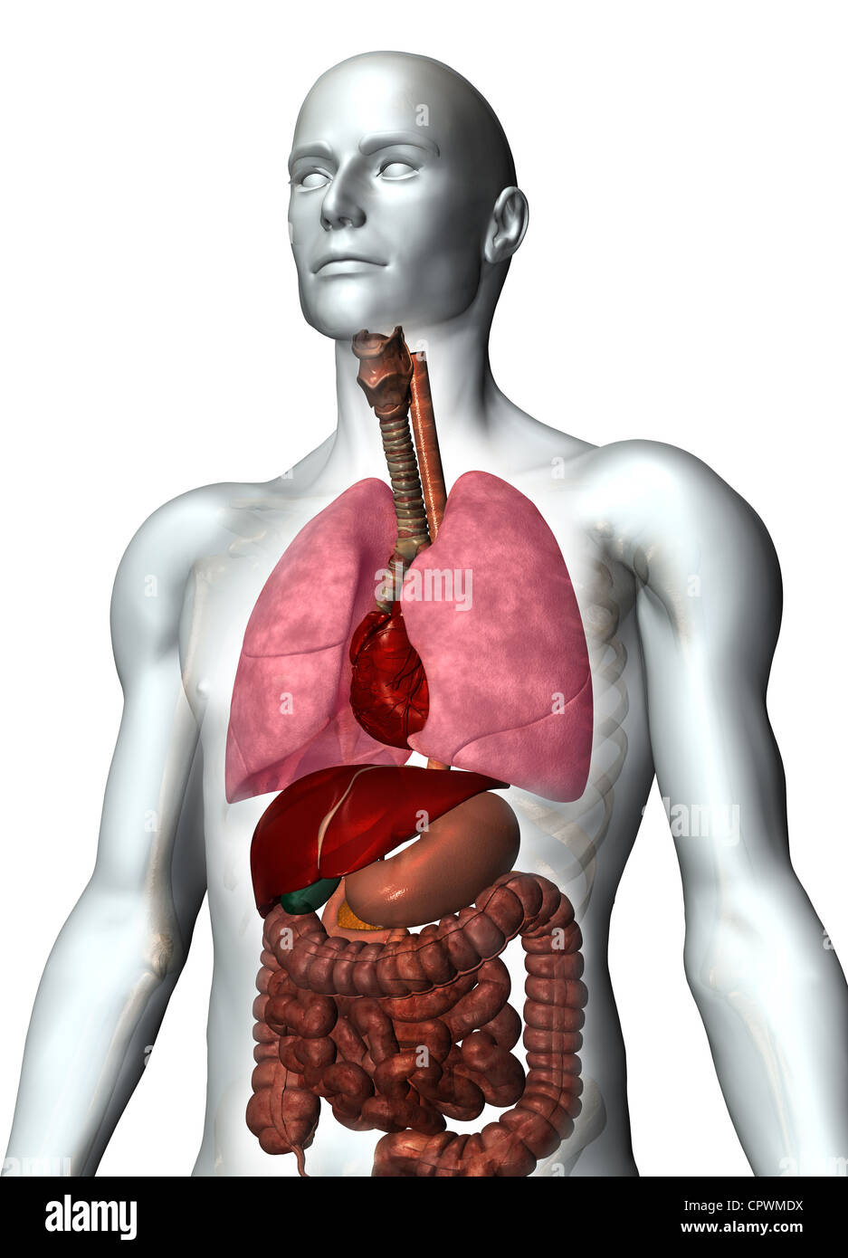 Illustrazione anatomica del corpo umano Foto Stock