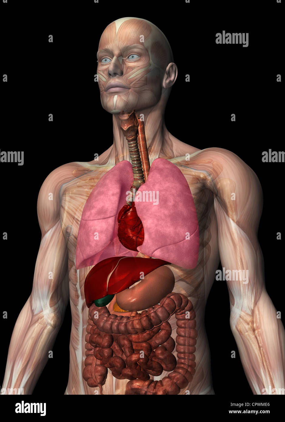 Illustrazione anatomica del corpo umano Foto Stock