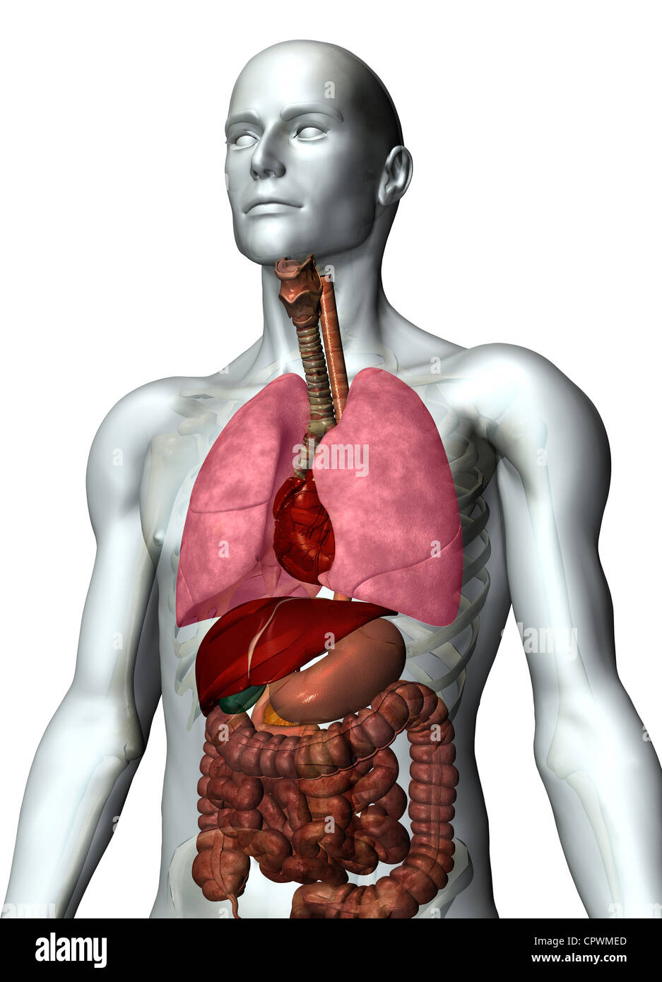 Illustrazione anatomica del corpo umano Foto Stock