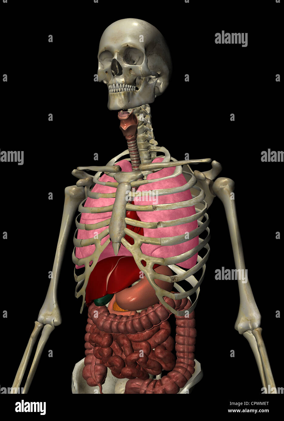 Illustrazione anatomica del corpo umano Foto Stock