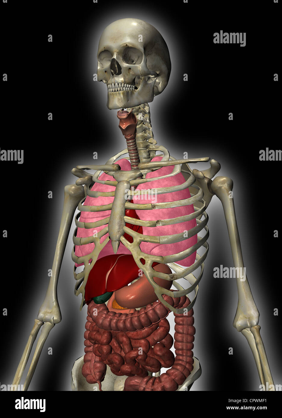 Illustrazione anatomica del corpo umano Foto Stock