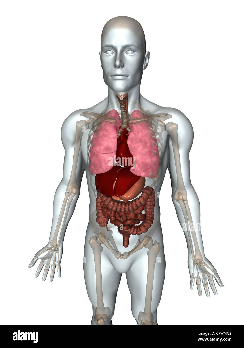 Illustrazione anatomica del corpo umano che mostra i maggiori organi Foto Stock