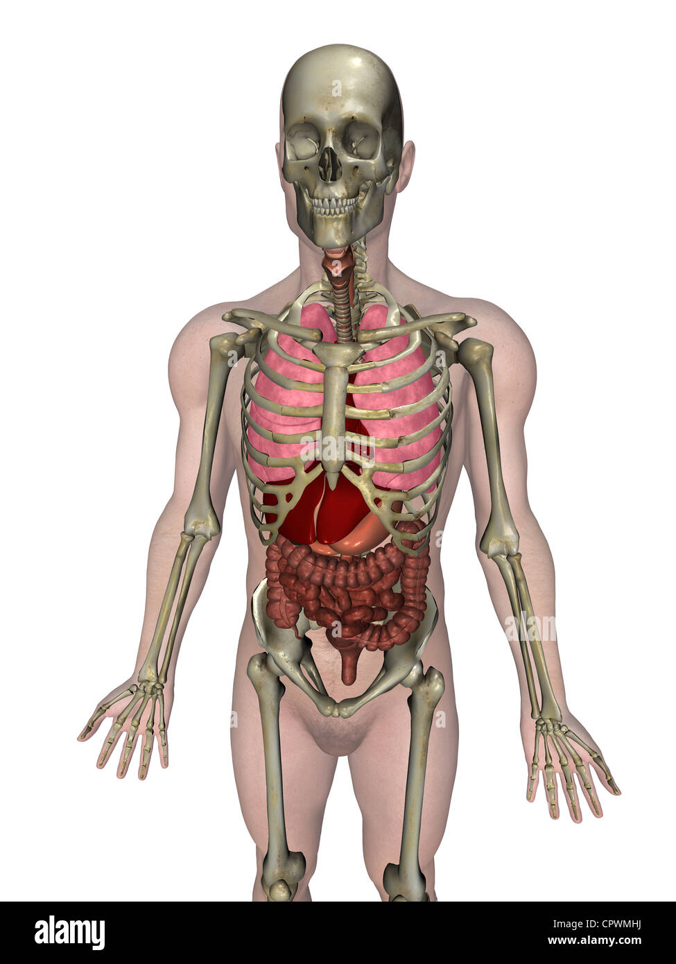Illustrazione anatomica del corpo umano che mostra le principali oran Foto Stock