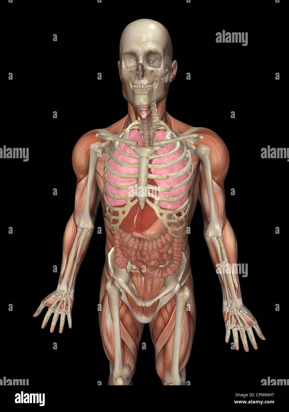 Illustrazione anatomica del corpo umano che mostra l'organo principale Foto Stock