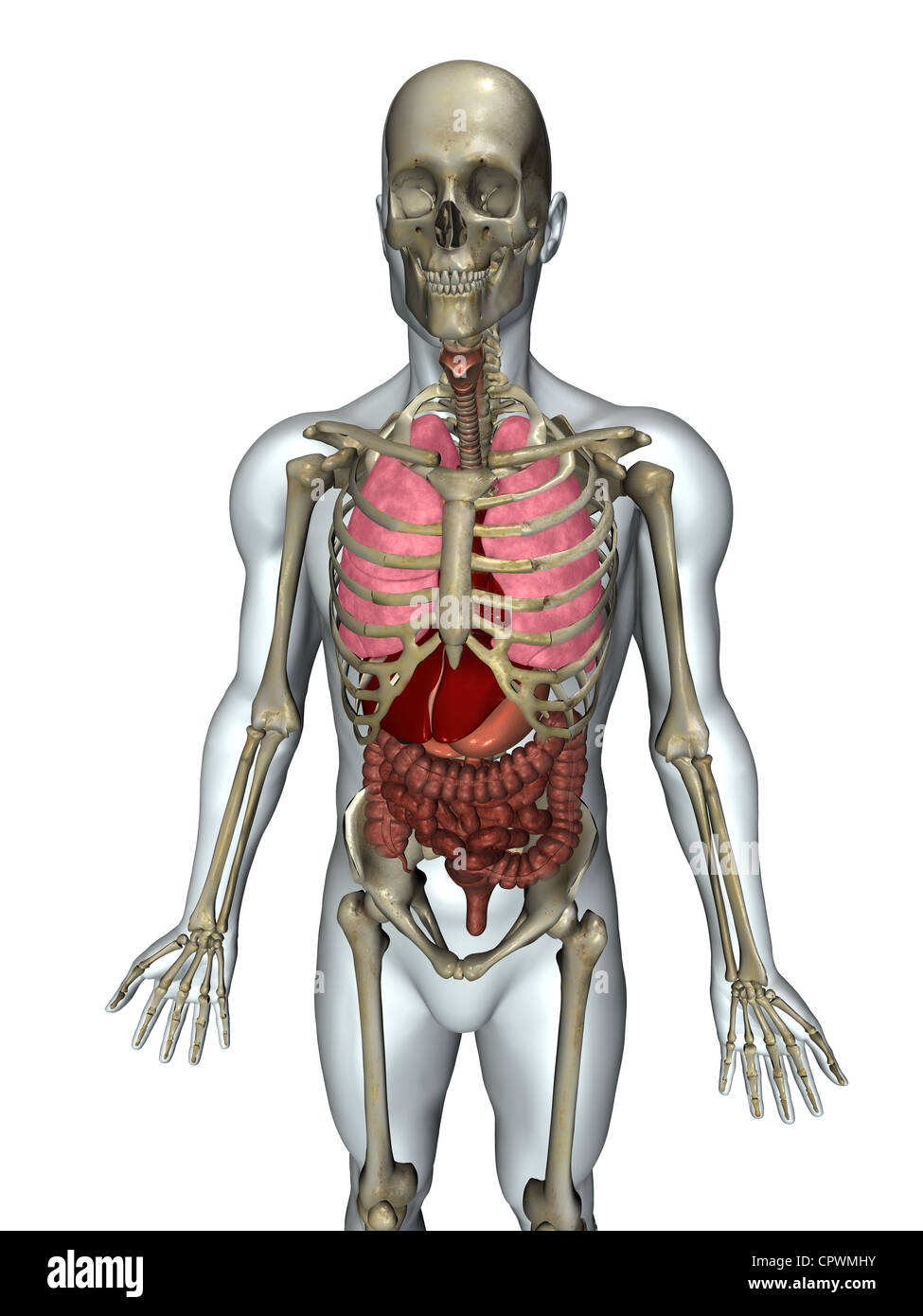 Illustrazione anatomica del corpo umano che mostra i principali sistemi di organi Foto Stock