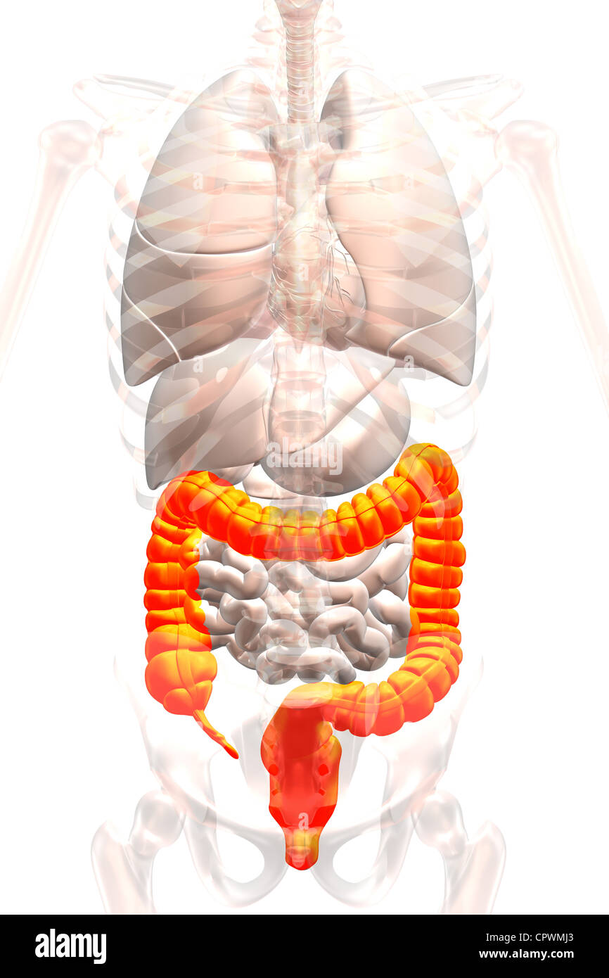 Illustrazione anatomica che mostra l'appendice, cieco e del colon Foto Stock