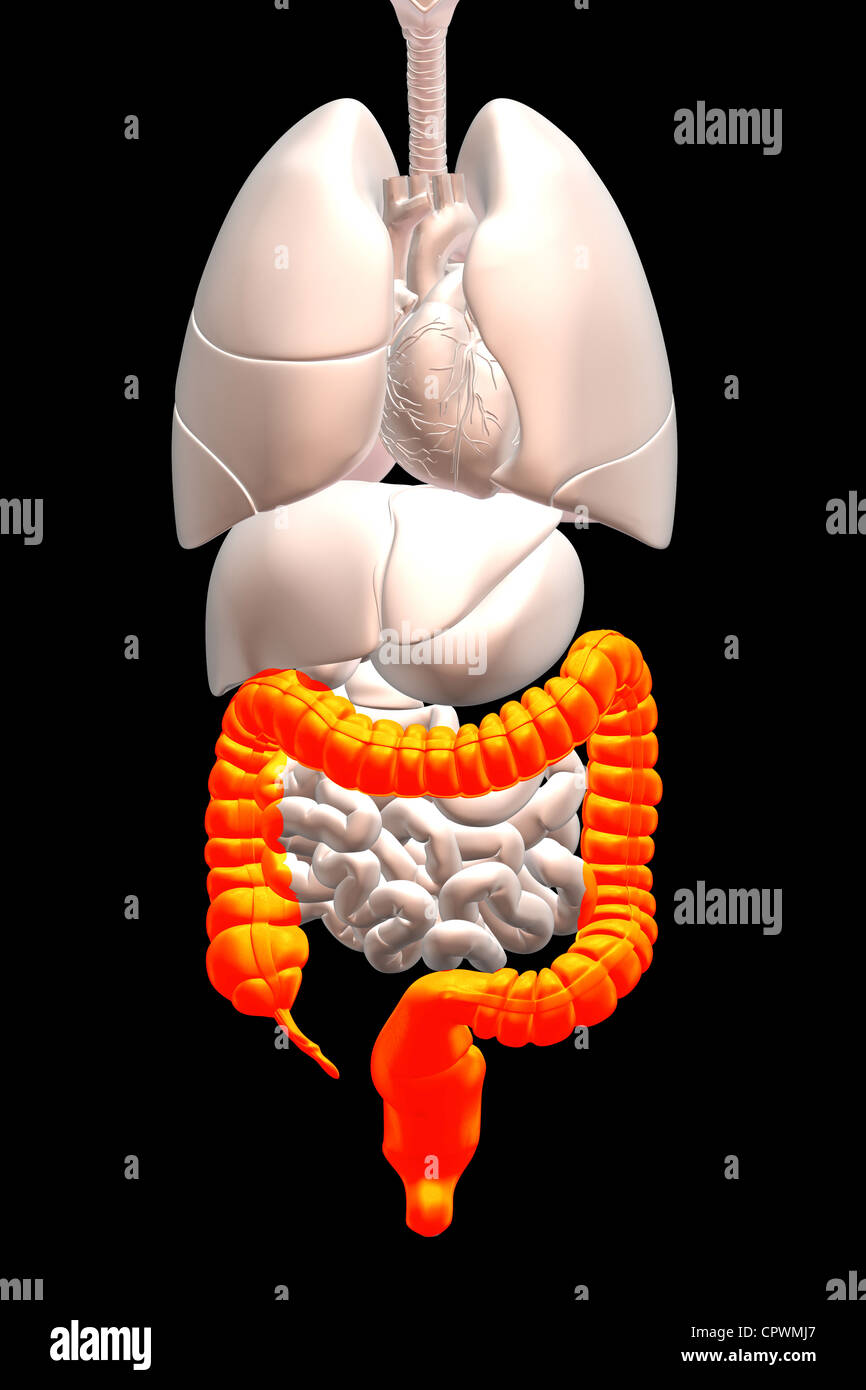 Illustrazione anatomica che mostra l'appendice, cieco e del colon Foto Stock