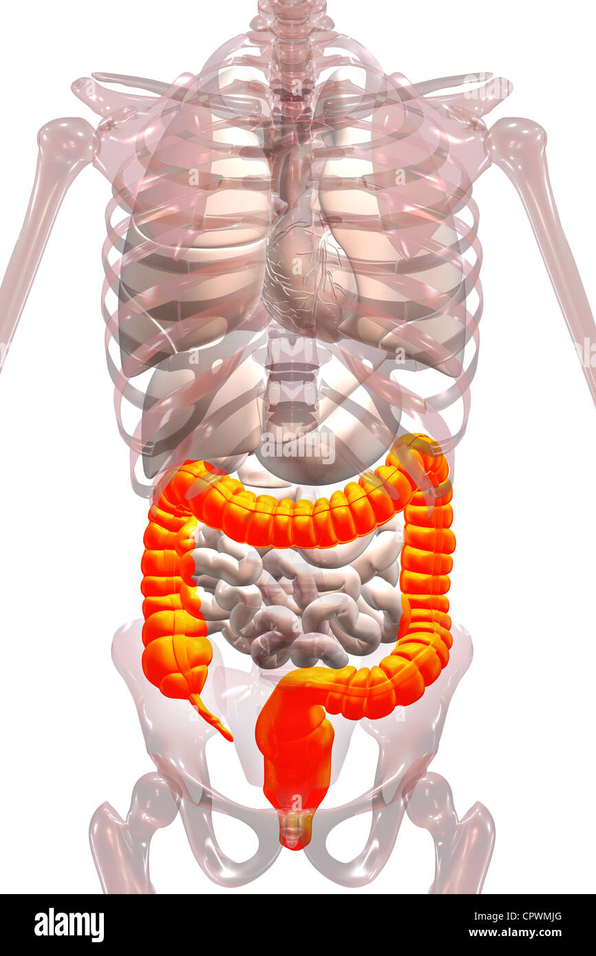Illustrazione anatomica che mostra l'appendice, cieco e del colon Foto Stock